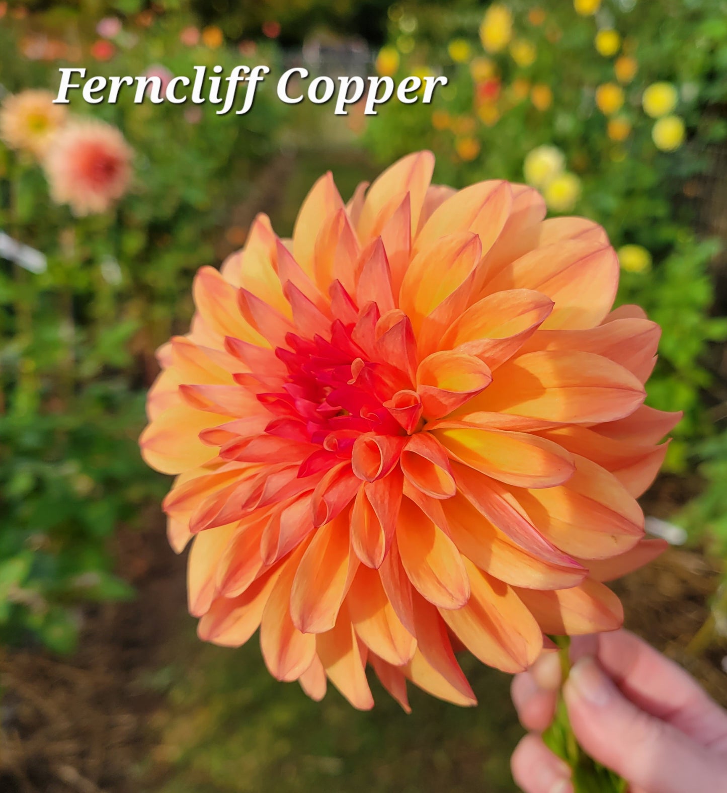 Ferncliff Copper Dahlia Tuber