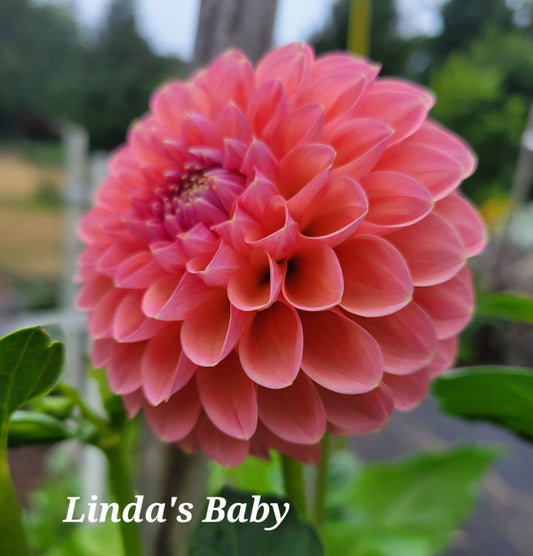 Linda's Baby Dahlia Tuber