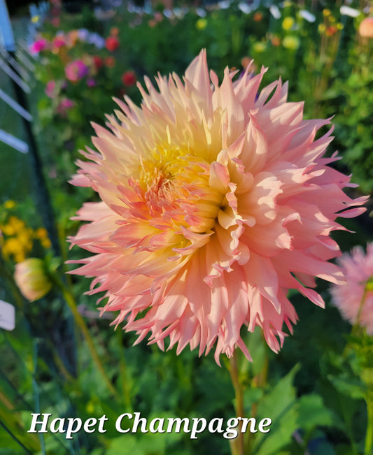 Hapet Champagne Dahlia Tuber