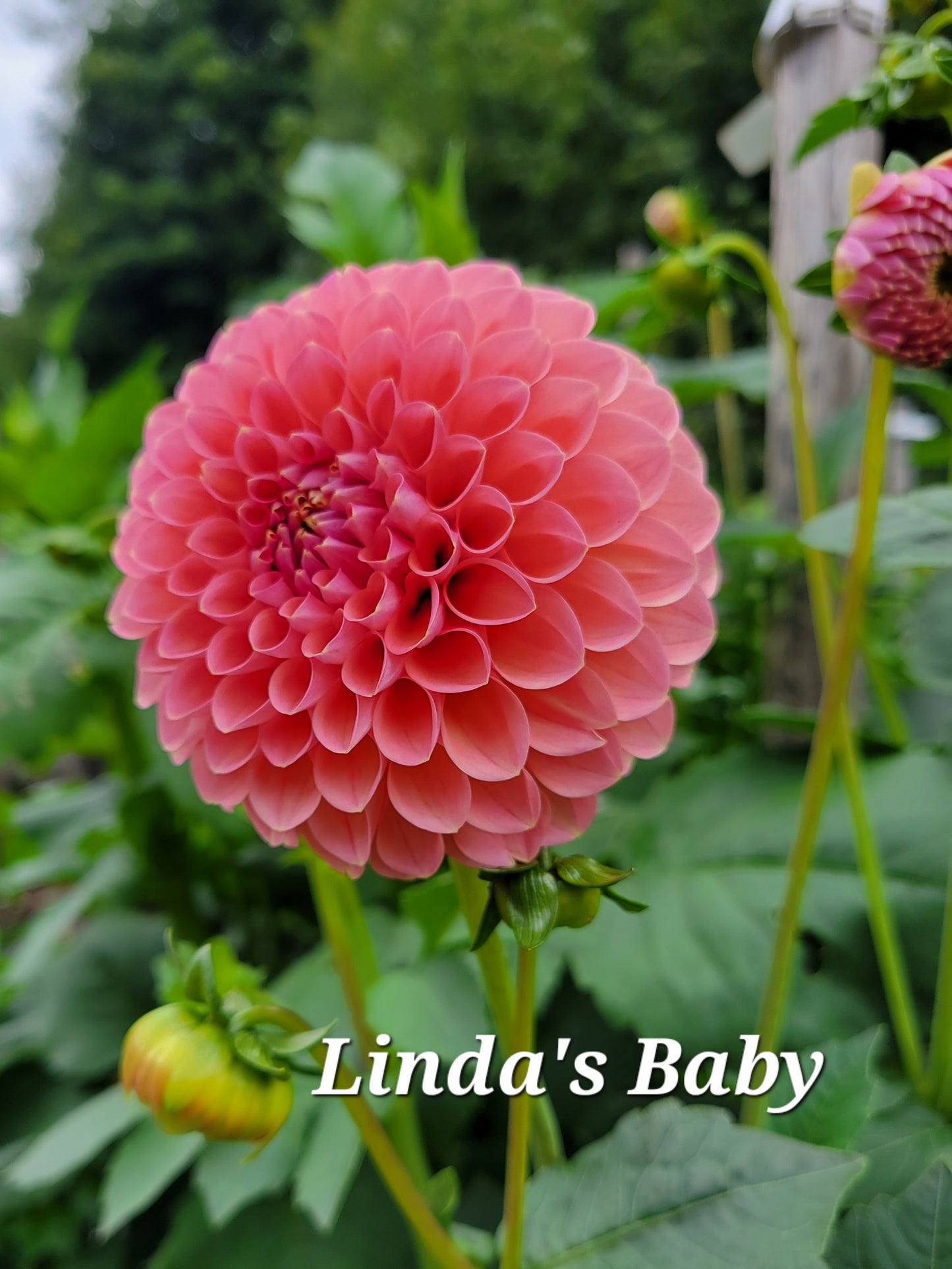 Linda's Baby Dahlia Tuber