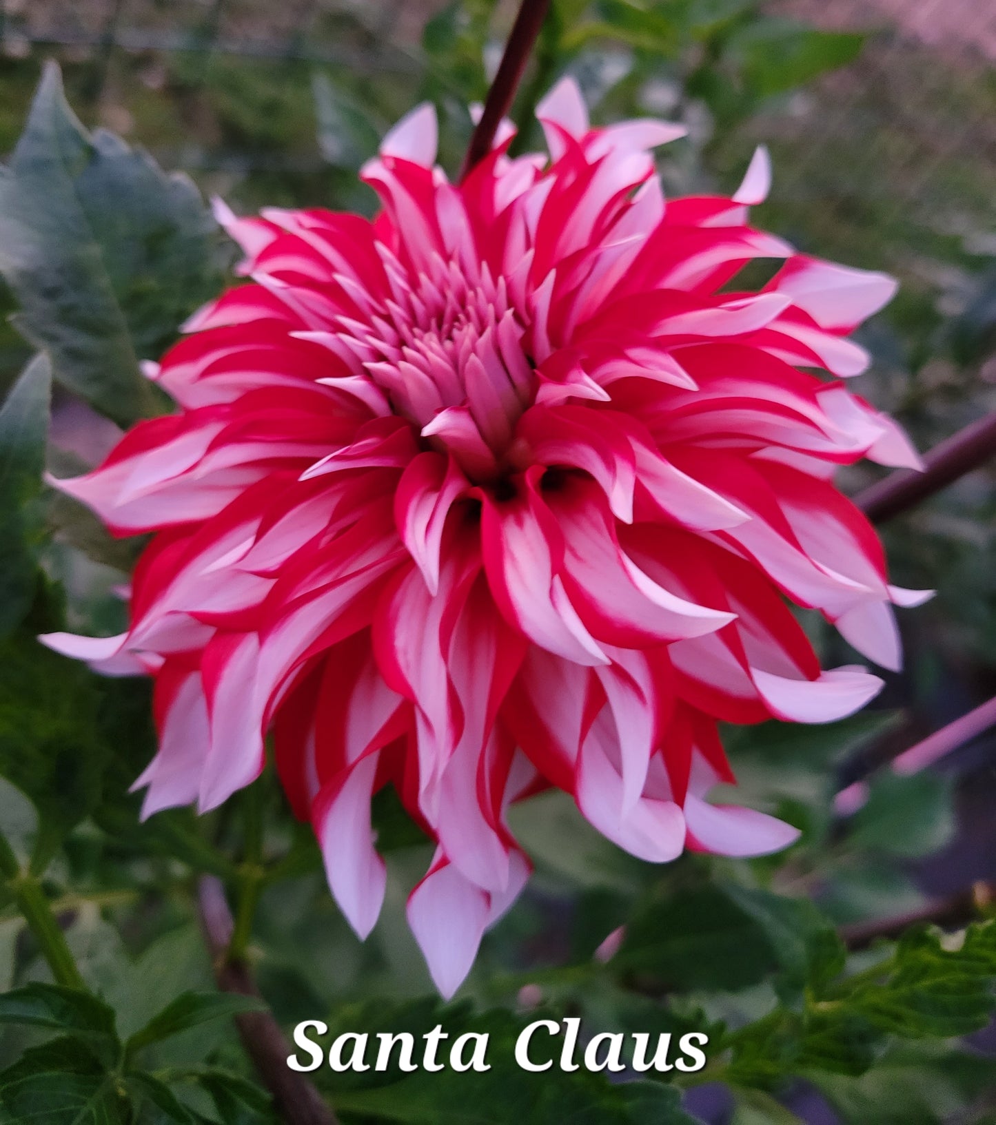 Santa Claus Dahlia Tuber