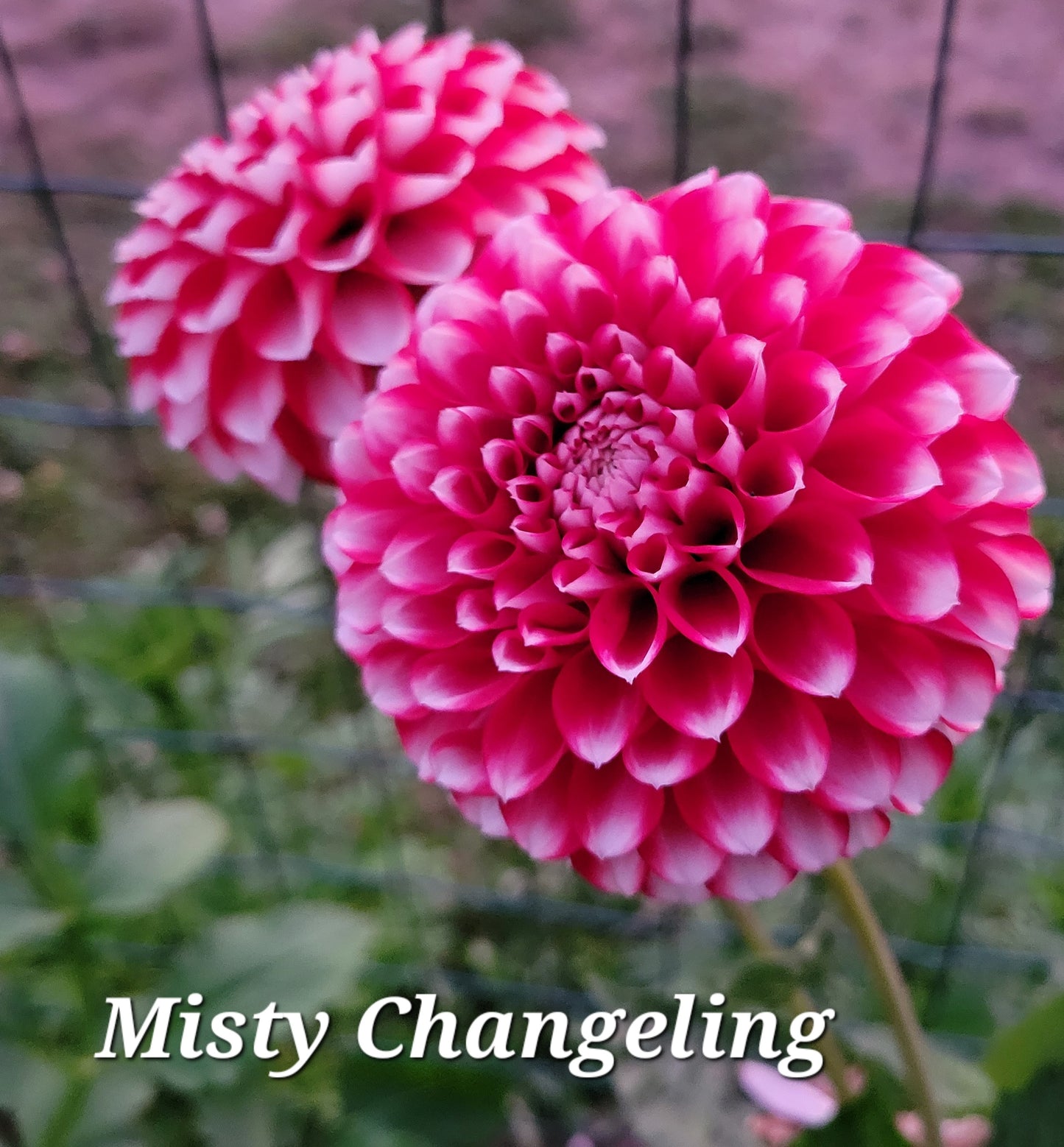 Misty Changeling Dahlia Tuber
