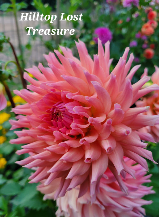 Hilltop Lost Treasure Dahlia Tuber