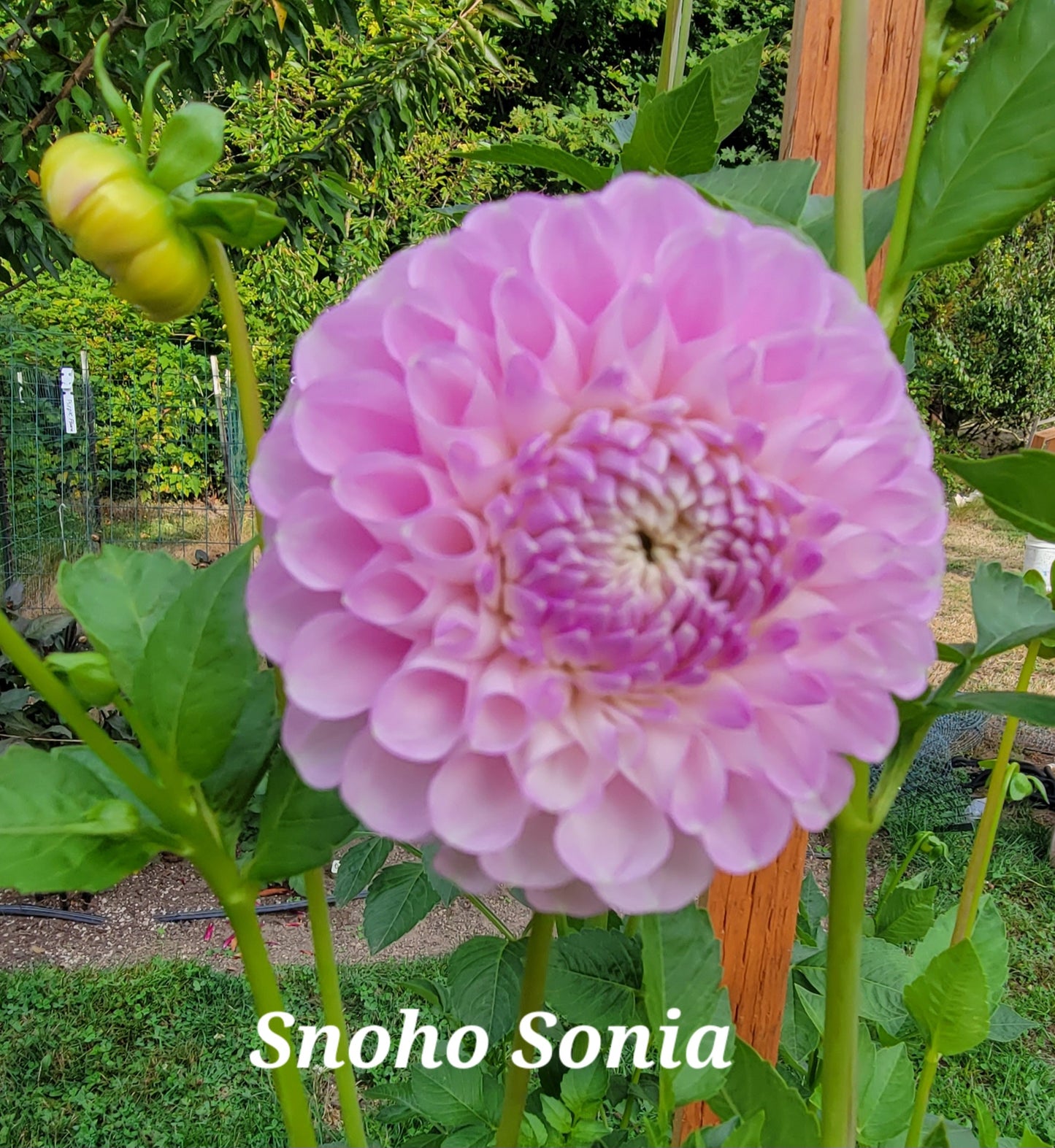 Snoho Sonia Dahlia Tuber
