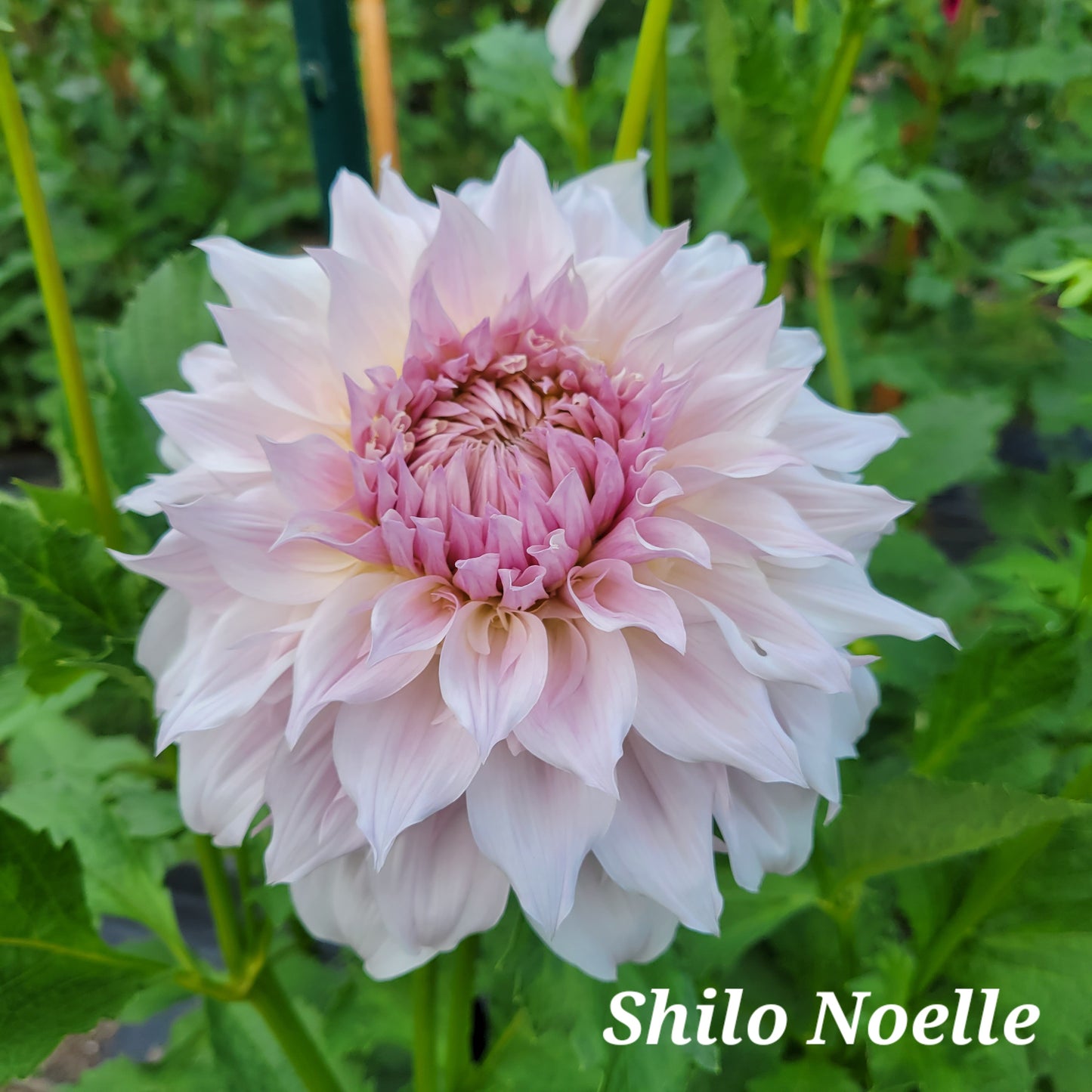 Shilo Noelle Dahlia Tuber