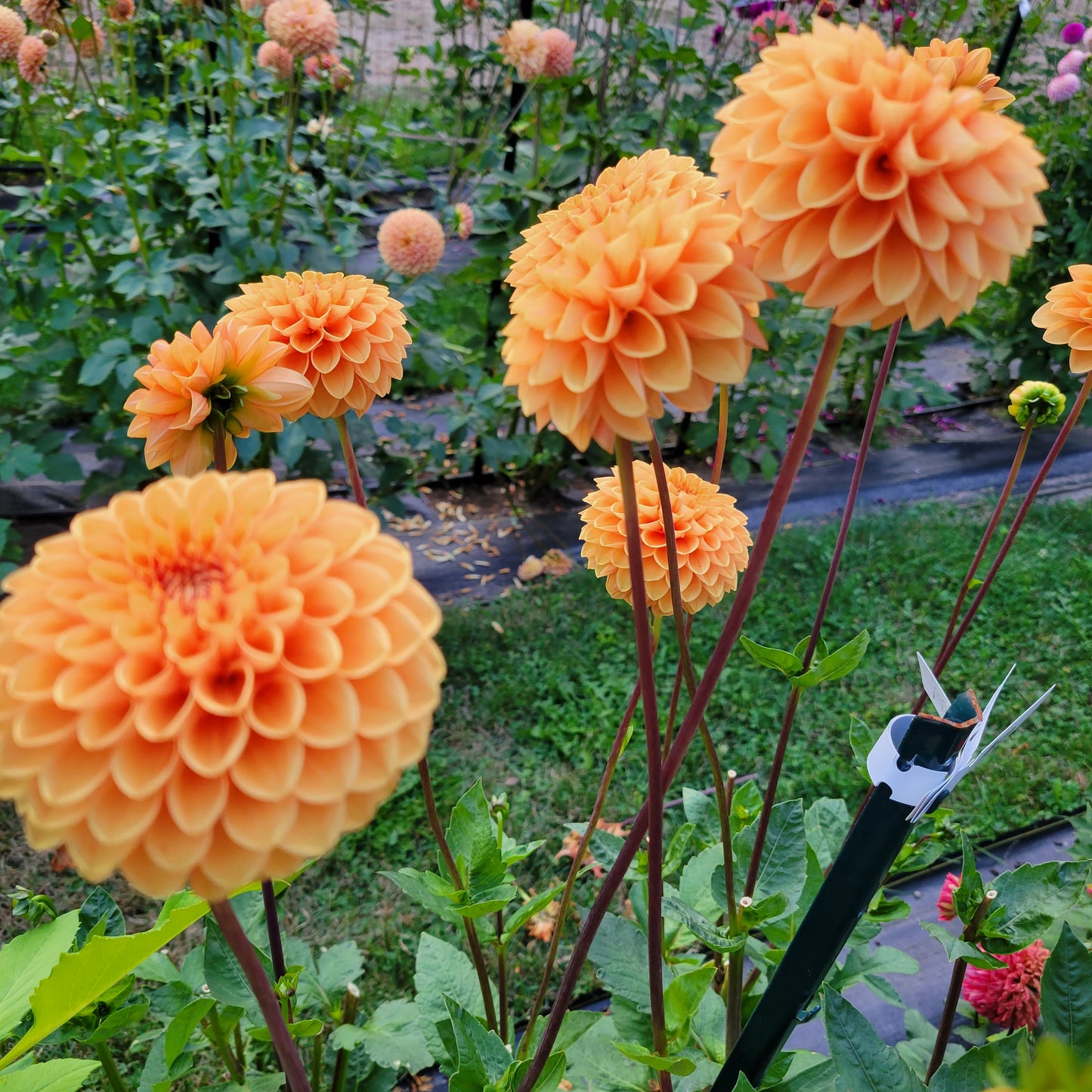 Maarn Dahlia Tuber