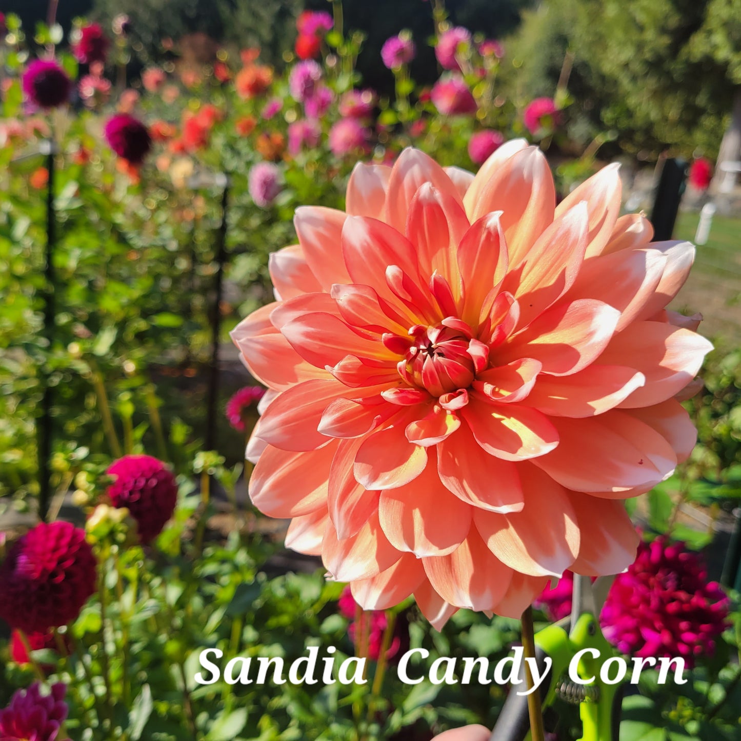 Sandia Candy Corn Dahlia Tuber