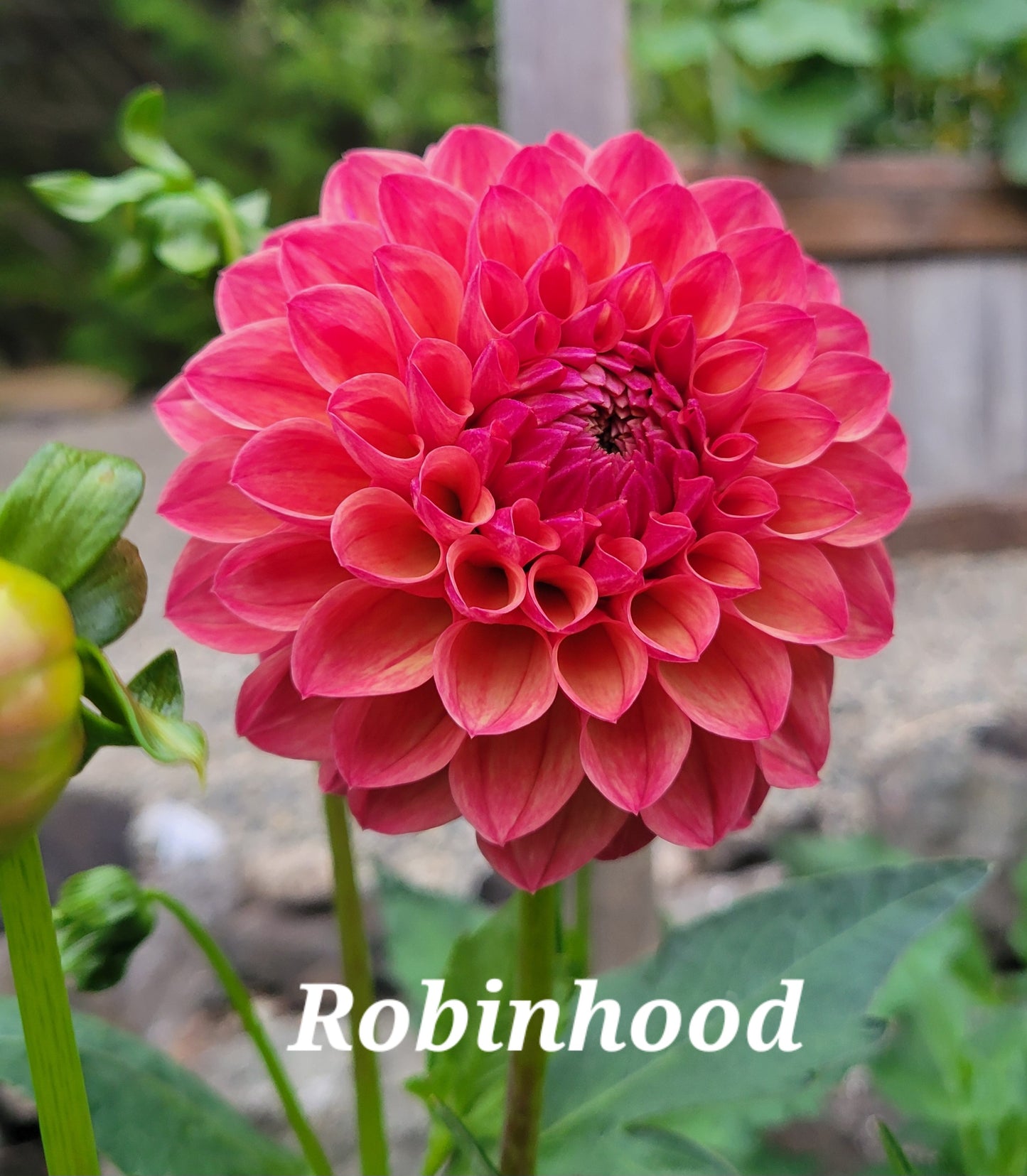 Robin Hood Dahlia Tuber