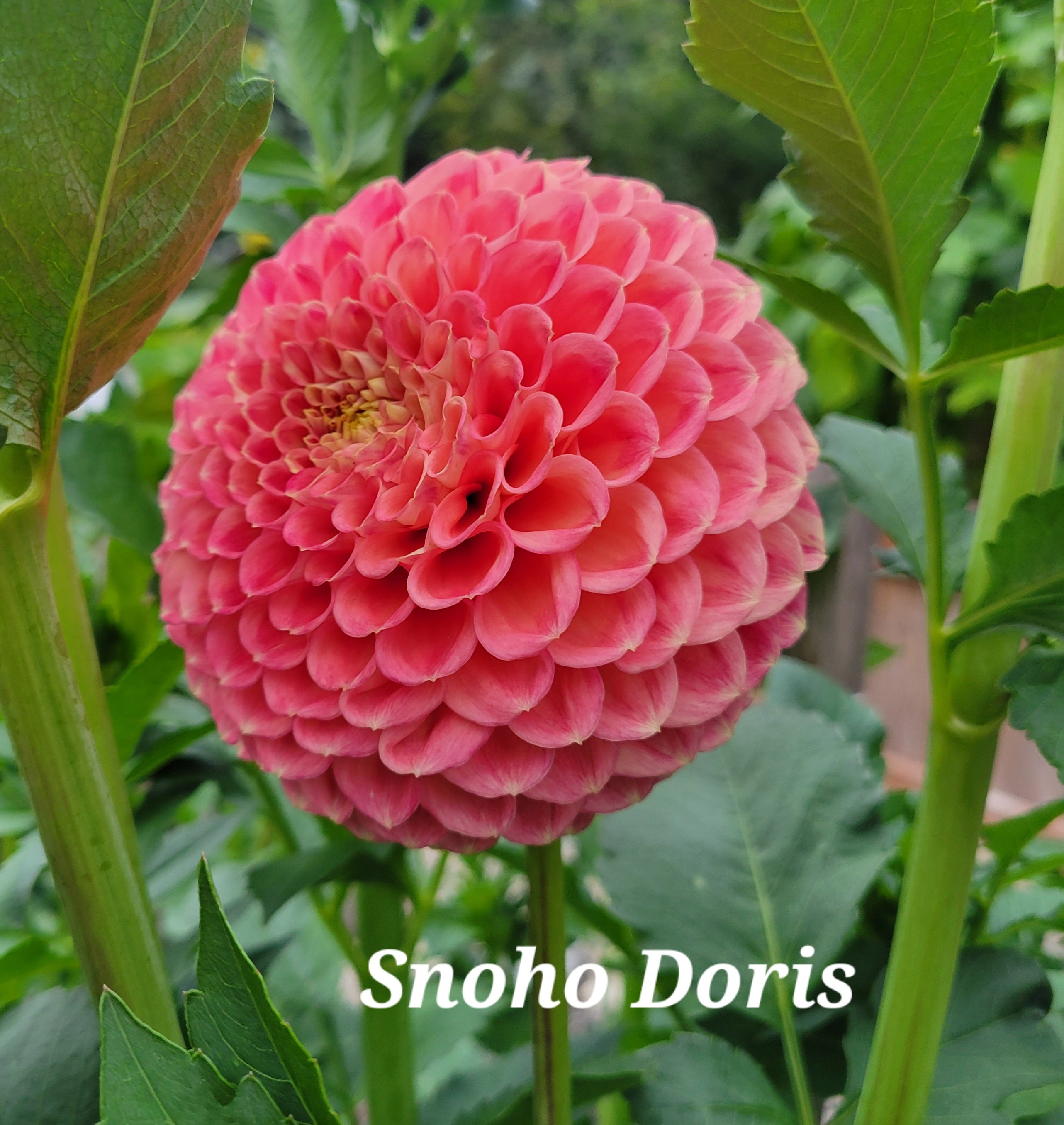 Snoho Doris Dahlia Tuber – Newberry Hill Dahlias