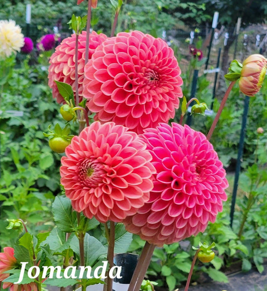 Jomanda Dahlia Tuber
