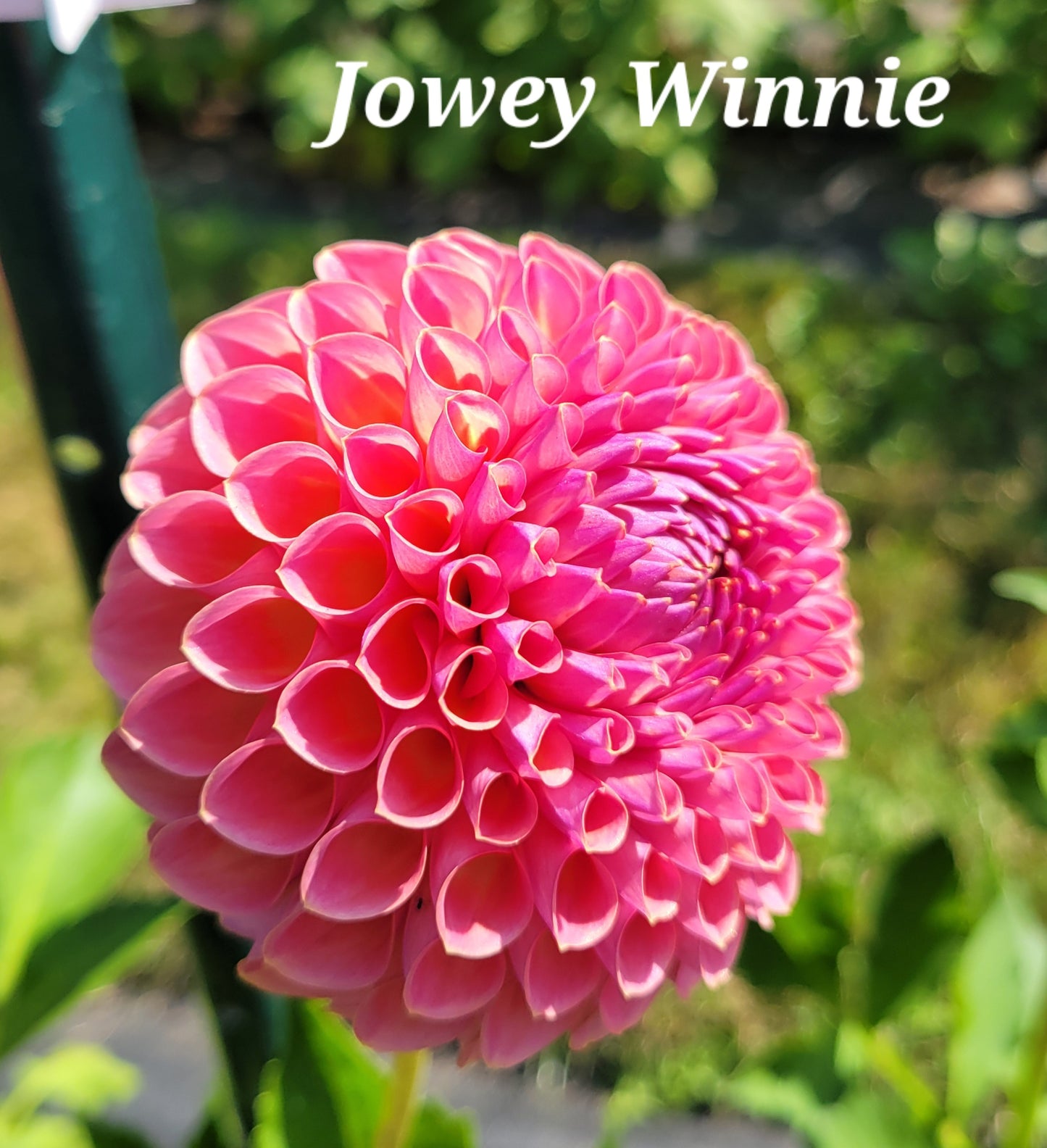 Jowey Winnie Dahlia Tuber