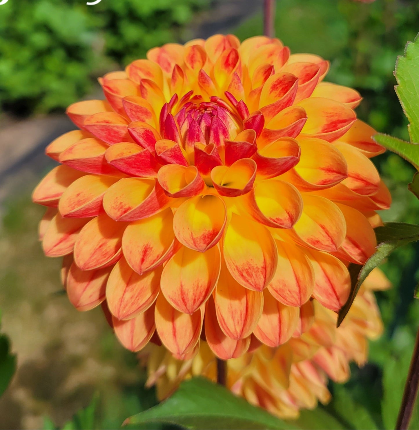 Jowey Chantal Dahlia Tuber