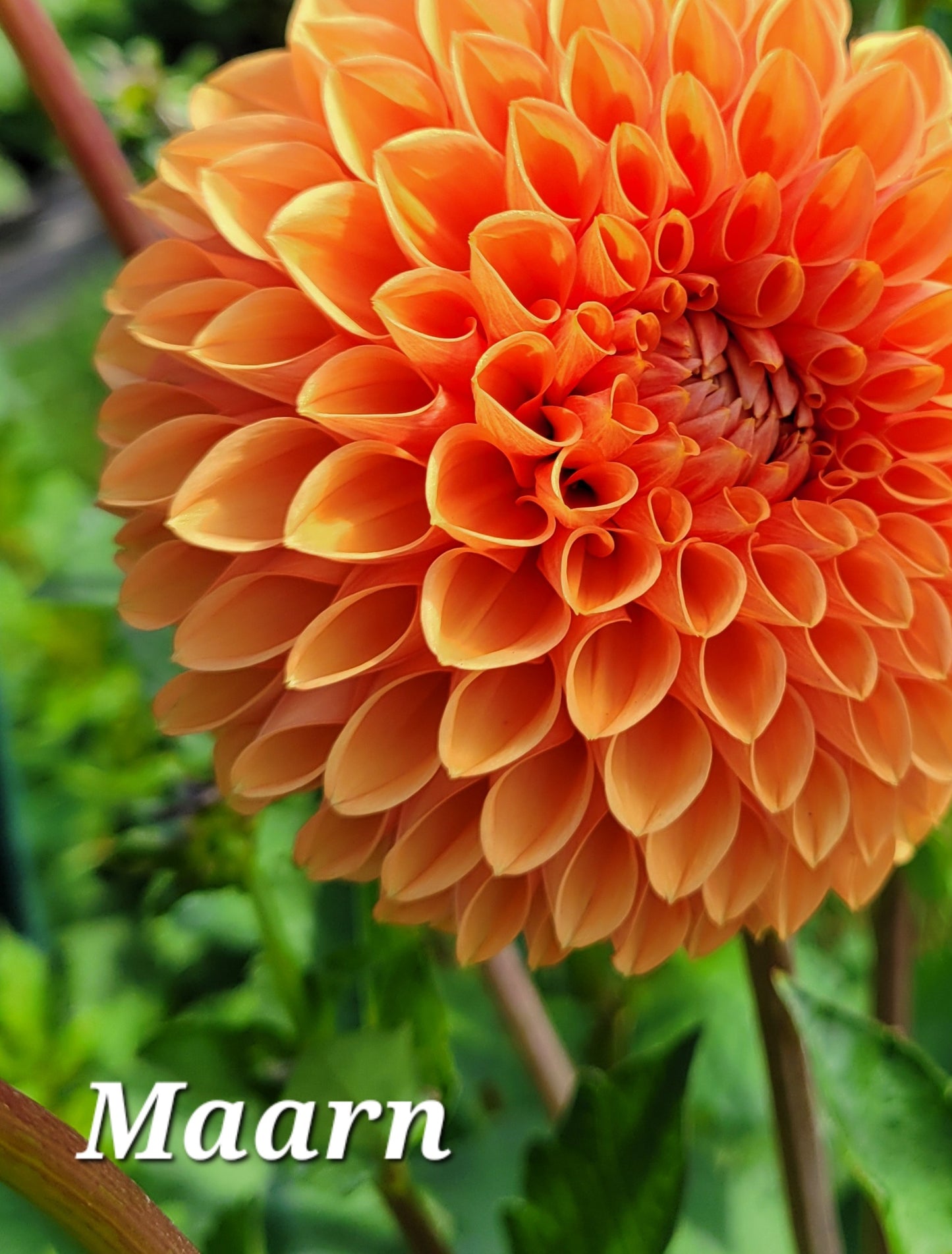 Maarn Dahlia Tuber