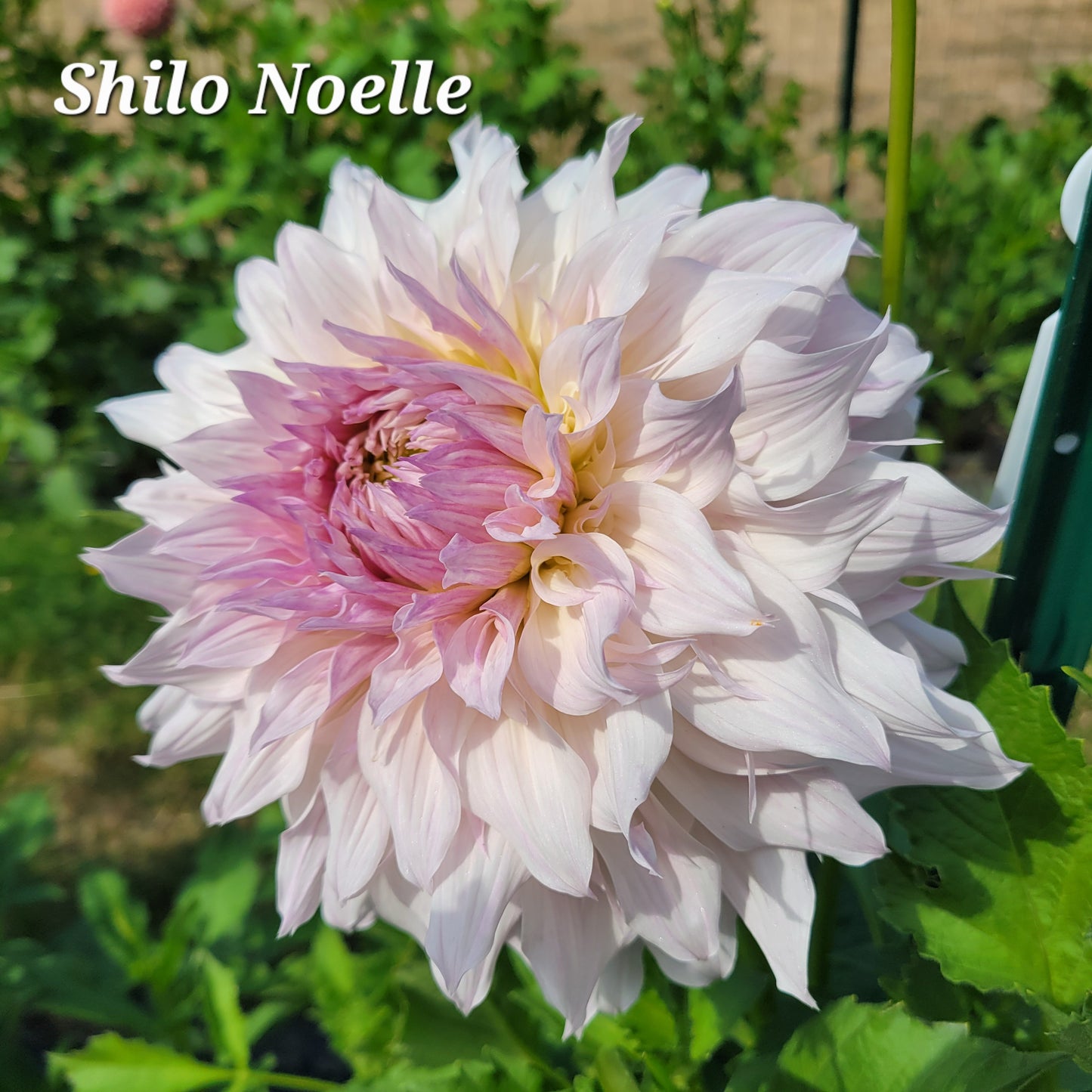 Shilo Noelle Dahlia Tuber