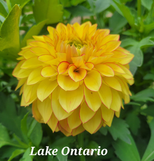 Lake Onterio Dahlia Tuber