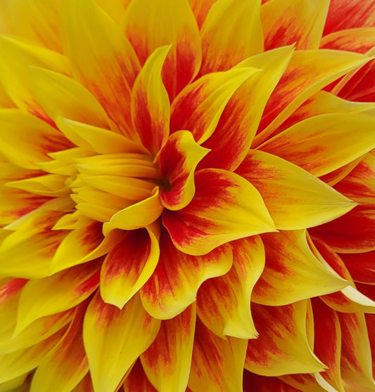 Ketchup and Mustard Dahlia Tuber