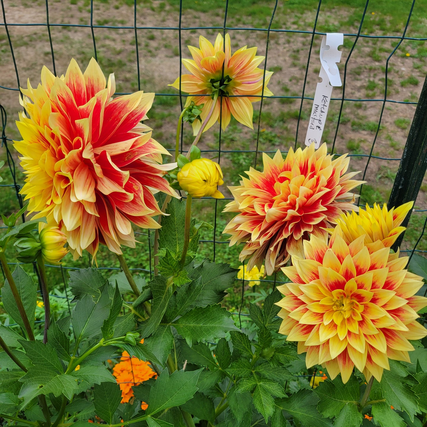 Ketchup and Mustard Dahlia Tuber