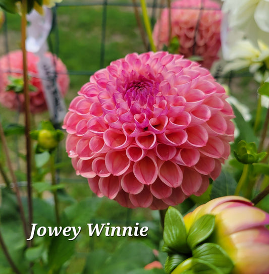 Jowey Winnie Dahlia Tuber