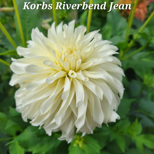 Korb Riverbend Jean Dahlia Tuber