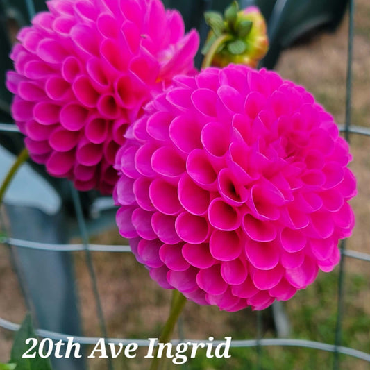20th Ave Ingrid Dahlia Tuber
