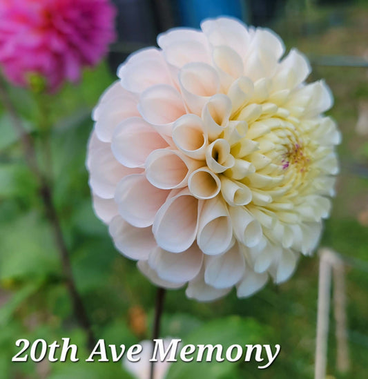 20th Ave Memory Dahlia Tuber