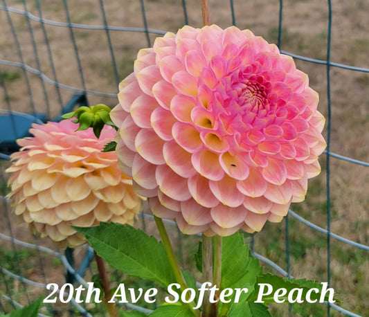 20th Ave Softer Peach Dahlia Tuber