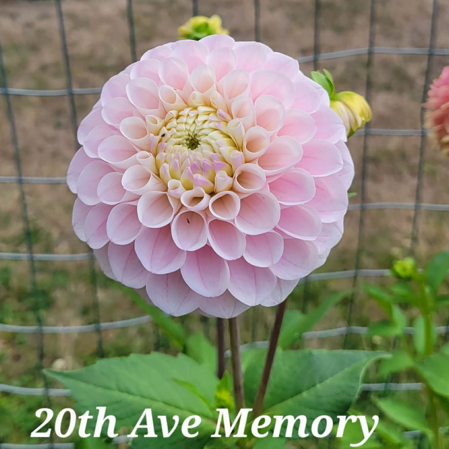 20th Ave Memory Dahlia Tuber