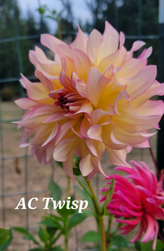 AC Twisp Dahlia Tuber
