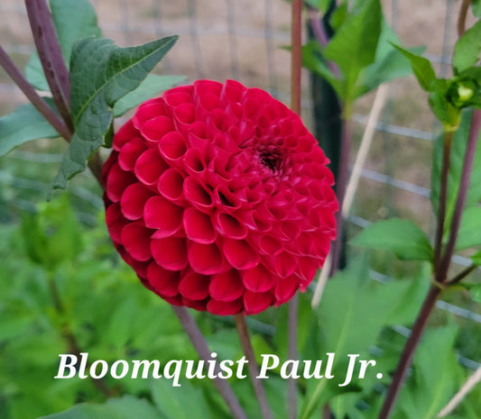 Bloomquist Paul Jr. Dahlia Tuber