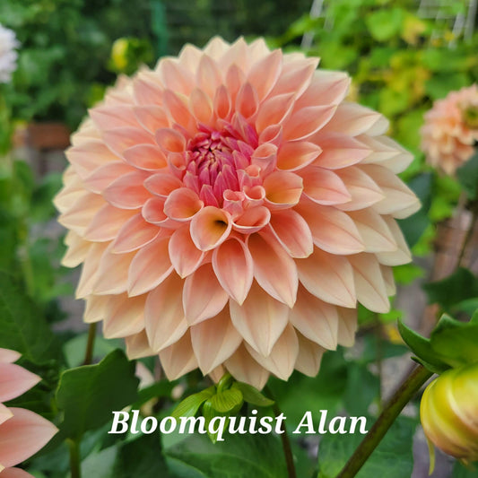 Bloomquist Alan Dahlia Tuber