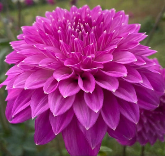 Bloomquist Clear Delight Dahlia Tuber
