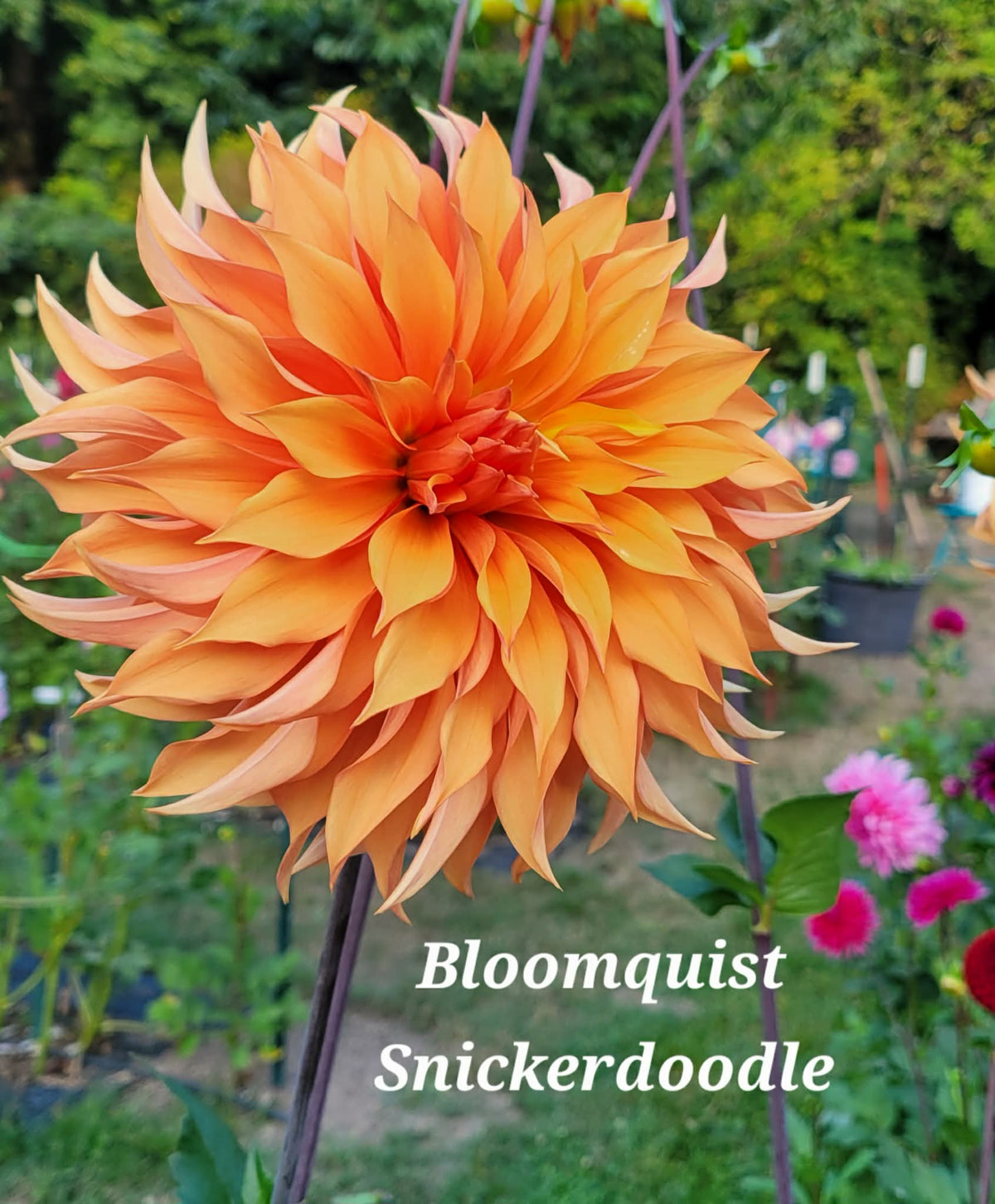 Bloomquist Snickerdoodle Dahlia Tuber