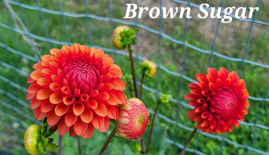 Brown Sugar Dahlia Tuber