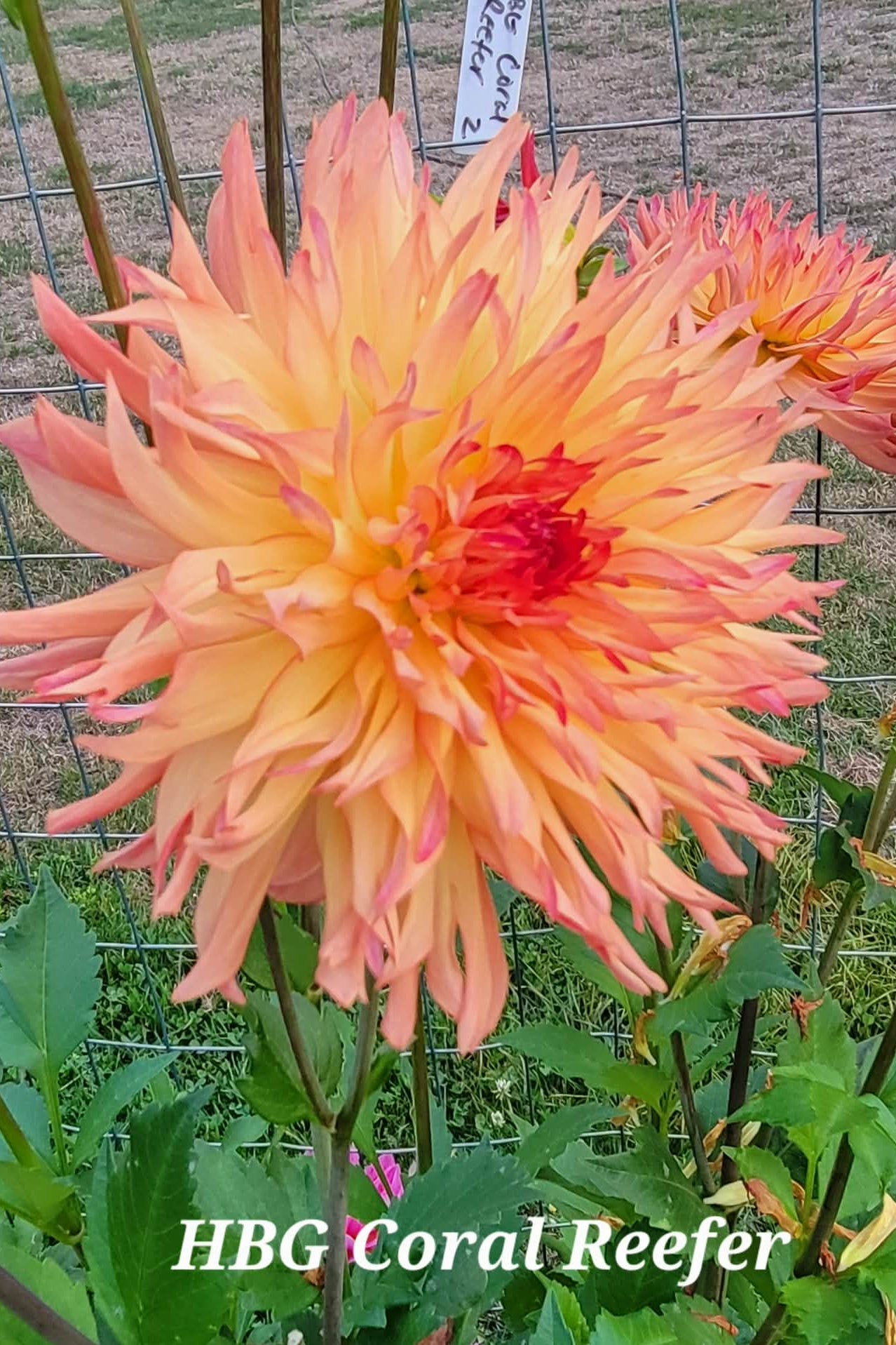 HBG Coral Reefer Dahlia Tuber