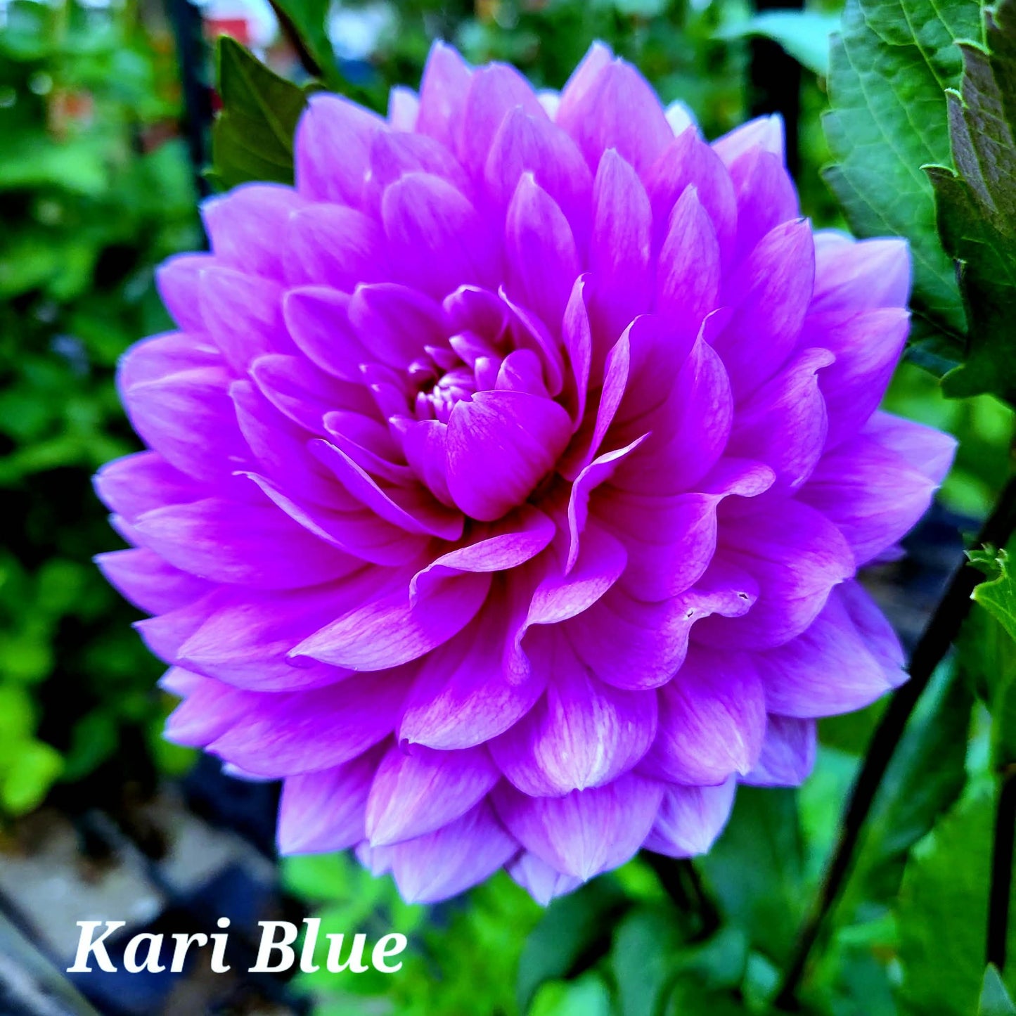 Kari Blue Dahlia Tuber