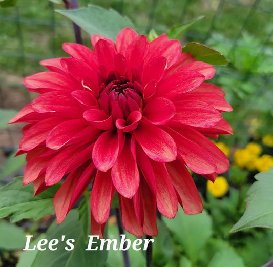 Lee's Ember Dahlia Tuber