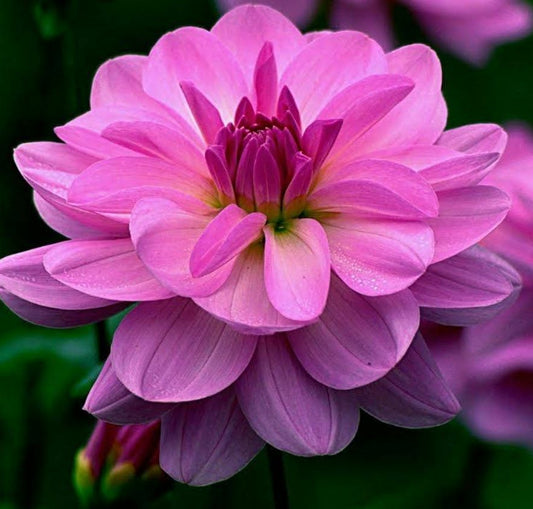 Madissen Jayne Dahlia Tuber