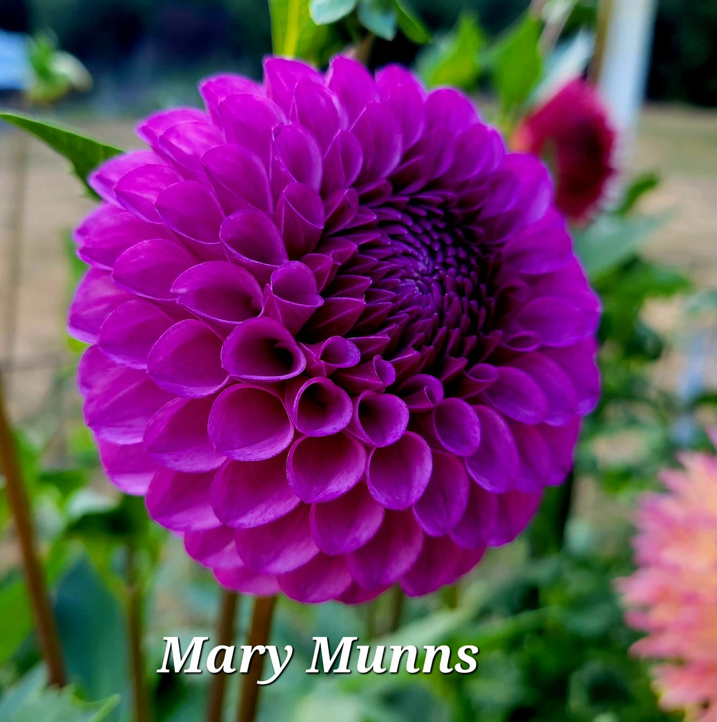 Mary Munns Dahlia Tuber