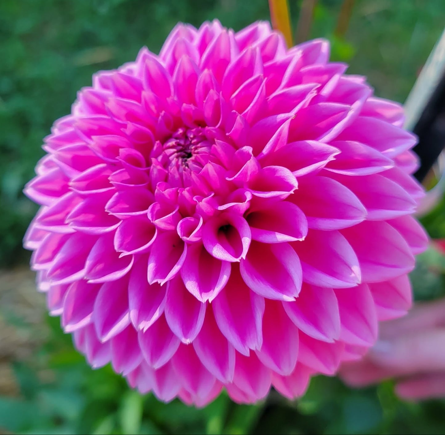 Pink Sylvia Dahlia Tuber