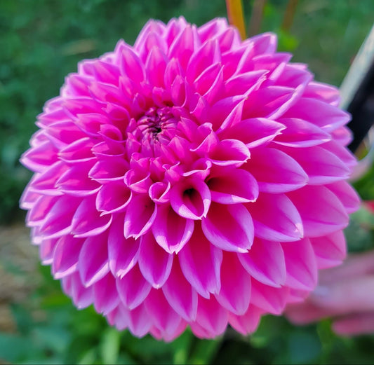 Pink Sylvia Dahlia Tuber