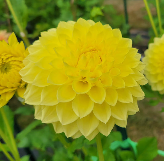 Polventon Supreme Dahlia Tuber