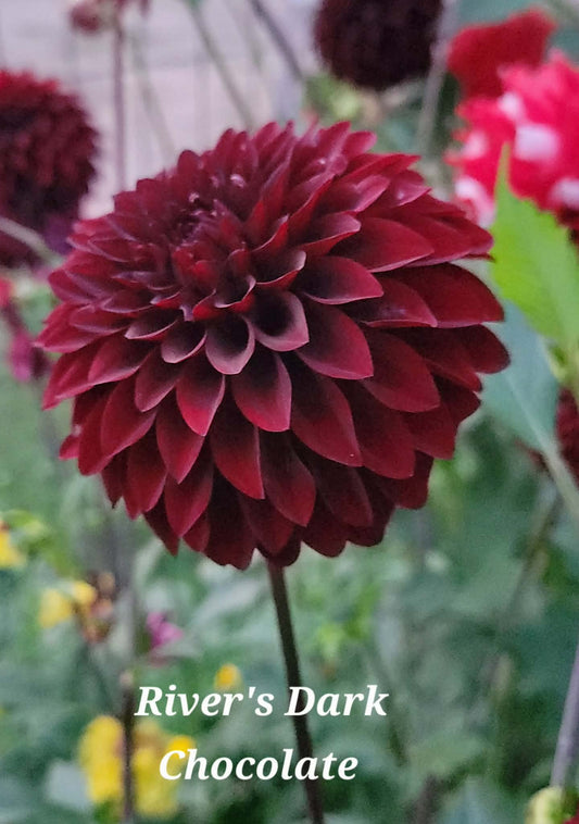 Rivers Dark Chocolate Dahlia Tuber