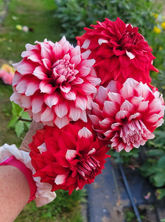 Rivers Fancy Santa Dahlia Tuber