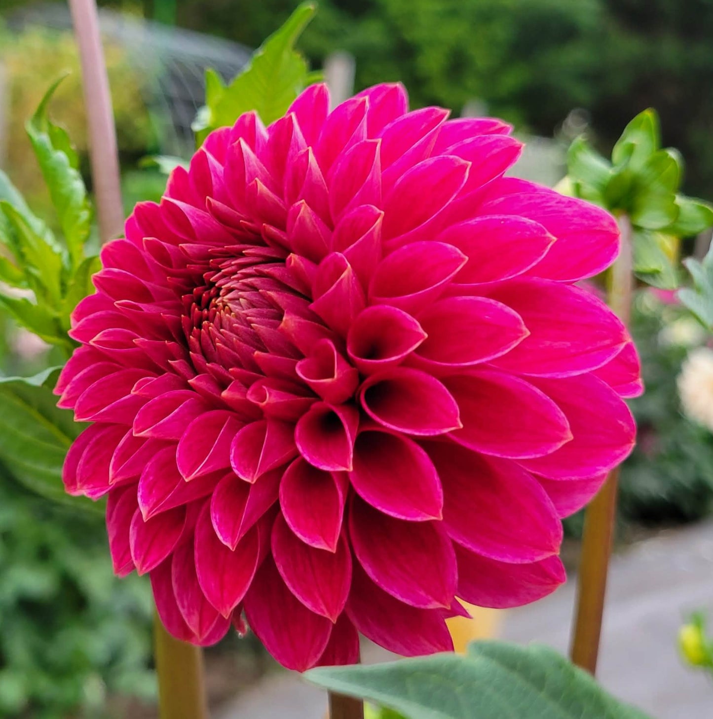Rosie Jo Dahlia Tuber