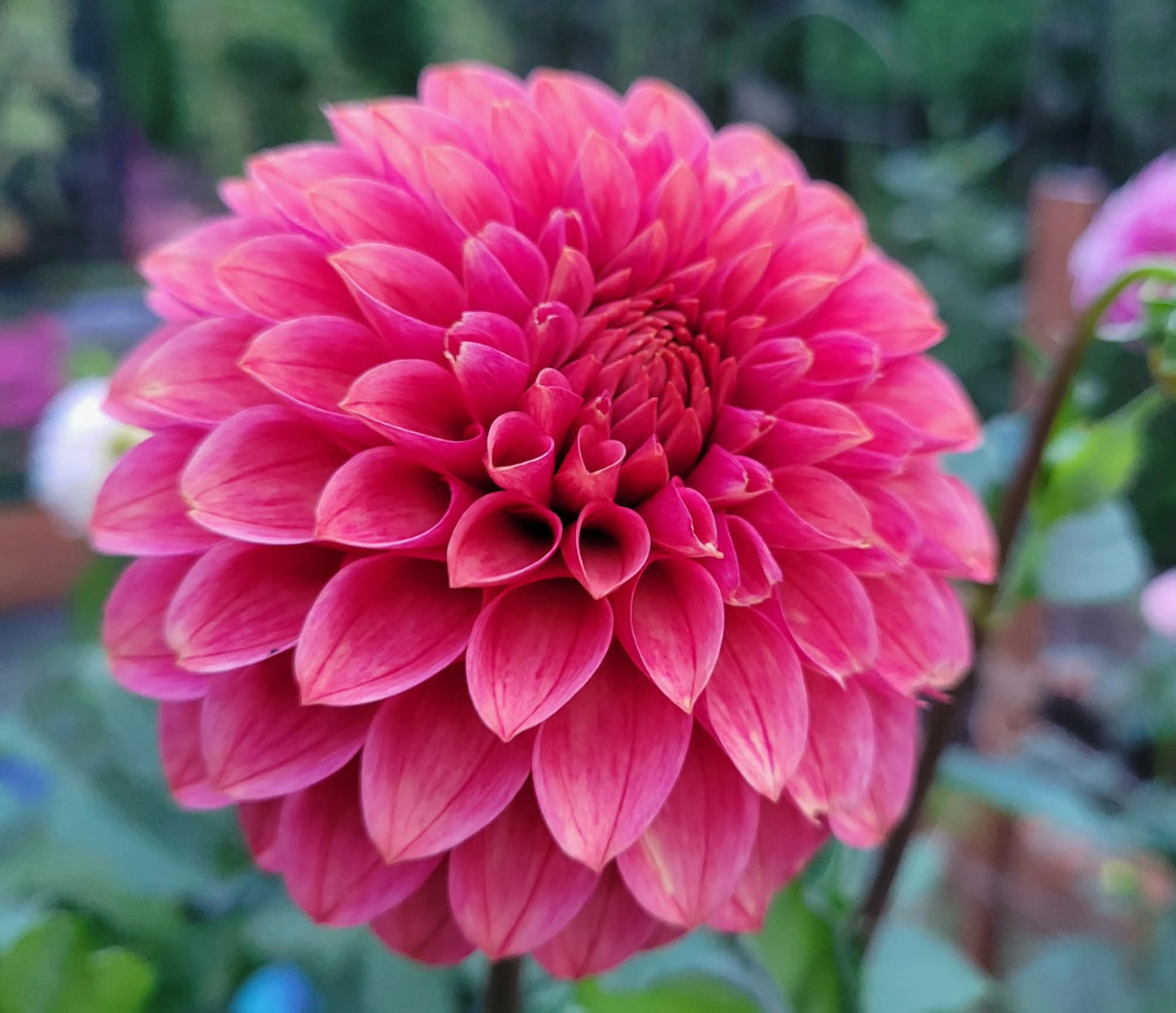 Rosie Jo Dahlia Tuber