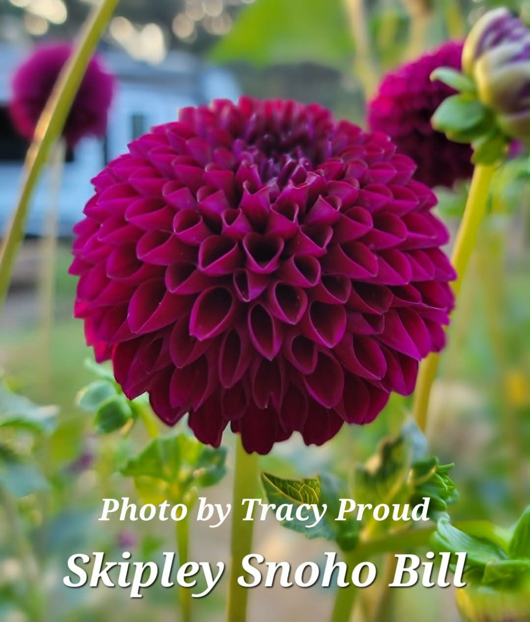 Skipley Snoho Bill Dahlia Tuber