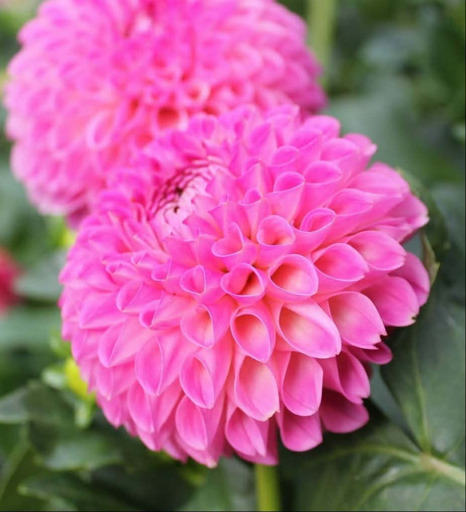 Skipley Lois Jean Dahlia Tuber