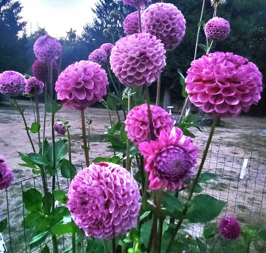 Skipley Snoho Les Dahlia Tuber