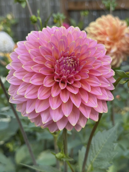Bloomquist MOJO Dahlia Tuber