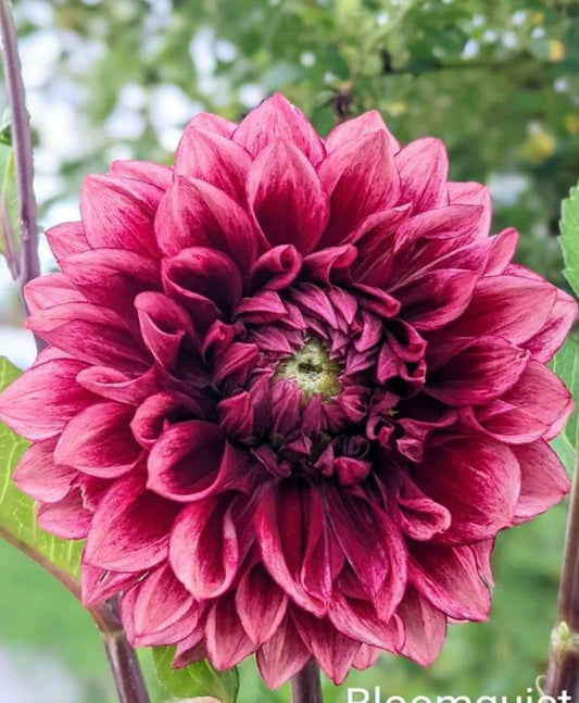 Bloomquist York Dahlia Tuber